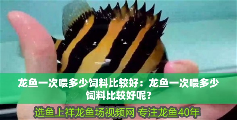 龍魚一次喂多少飼料比較好：龍魚一次喂多少飼料比較好呢？