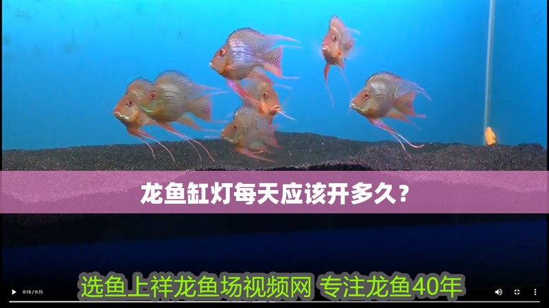 龍魚缸燈每天應該開多久？