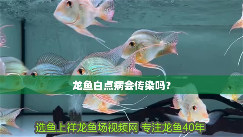 龍魚白點病會傳染嗎？ 龍魚白點病會傳染嗎？ 龍魚論壇