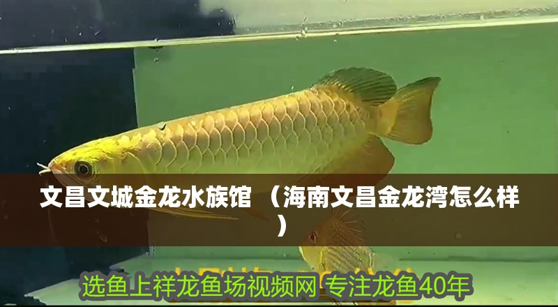 文昌文城金龍水族館 （海南文昌金龍灣怎么樣）
