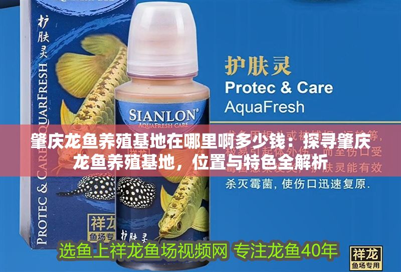 肇慶龍魚養殖基地在哪里啊多少錢：探尋肇慶龍魚養殖基地，位置與特色全解析