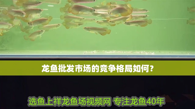 龍魚批發市場的競爭格局如何？