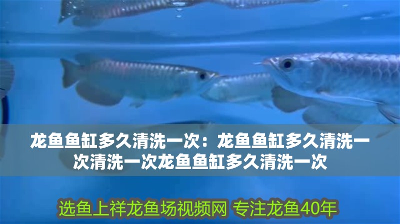 龍魚魚缸多久清洗一次：龍魚魚缸多久清洗一次清洗一次龍魚魚缸多久清洗一次