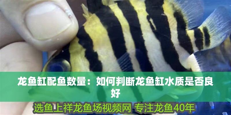 龍魚缸配魚數量：如何判斷龍魚缸水質是否良好