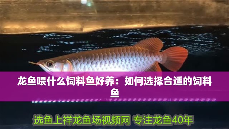 龍魚喂什么飼料魚好養：如何選擇合適的飼料魚
