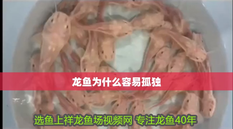 龍魚為什么容易孤獨