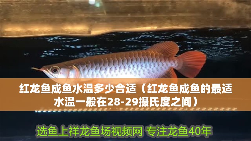 魚(yú)缸用增氧泵價(jià)格是多少:魚(yú)缸增氧機(jī)-xtrac增氧機(jī)-xtrac增氧機(jī) 紅龍魚(yú)成魚(yú)水溫多少合適(紅龍魚(yú)成魚(yú)的最適水溫一般在28-29攝氏度之間) 龍魚(yú)百科 紅龍魚(yú)成魚(yú)水溫多少合適(紅龍魚(yú)成魚(yú)的最適水溫一般在28-29攝氏度之間) 紅龍魚(yú)成魚(yú)水溫多少合適(紅龍魚(yú)成魚(yú)的最適水溫一般在28-29攝氏度之間) 龍魚(yú)百科