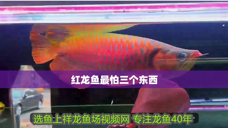 紅龍魚最怕三個東西