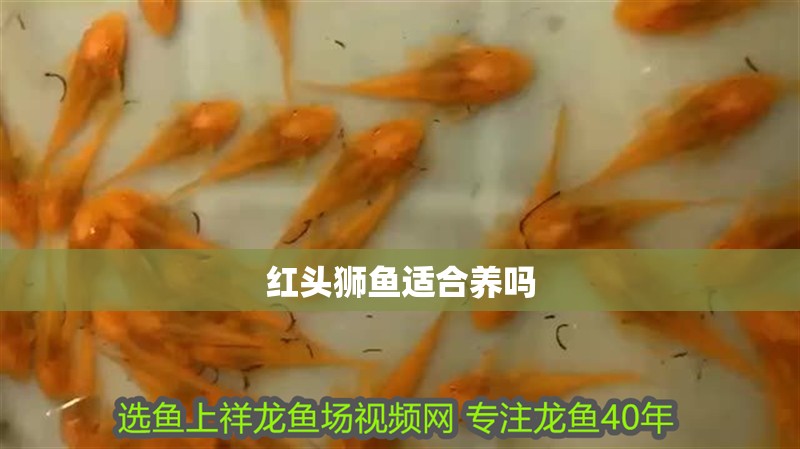 紅頭獅魚適合養嗎