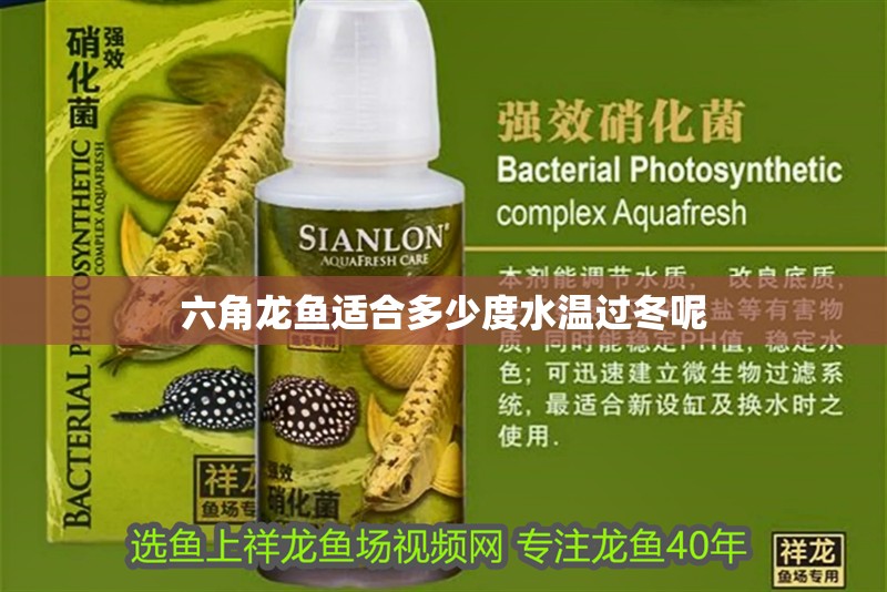 六角龍魚適合多少度水溫過冬呢