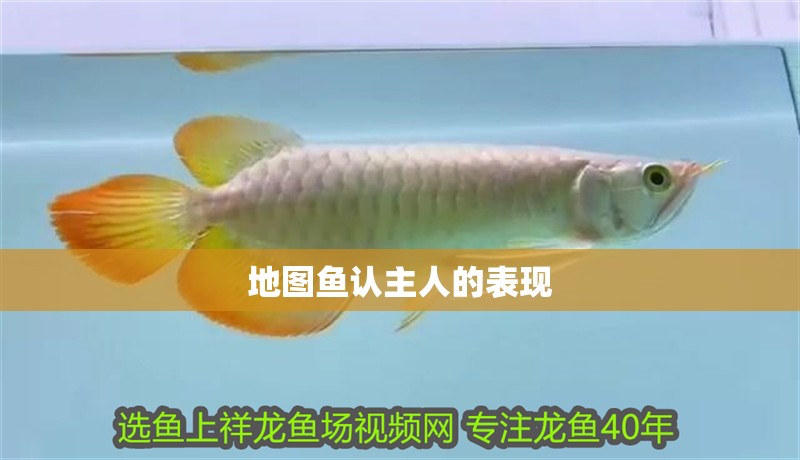 地圖魚認主人的表現