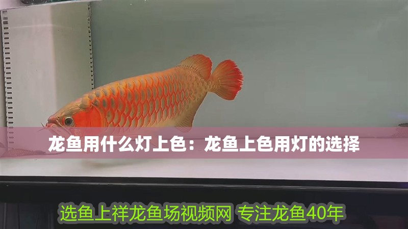 龍魚用什么燈上色：龍魚上色用燈的選擇