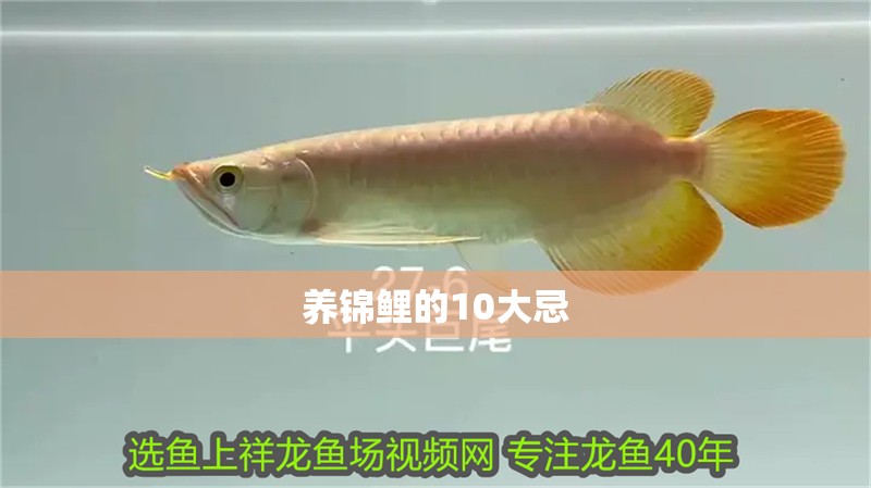 養錦鯉的10大忌