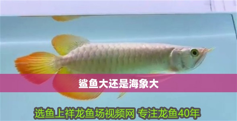 鯊魚大還是海象大