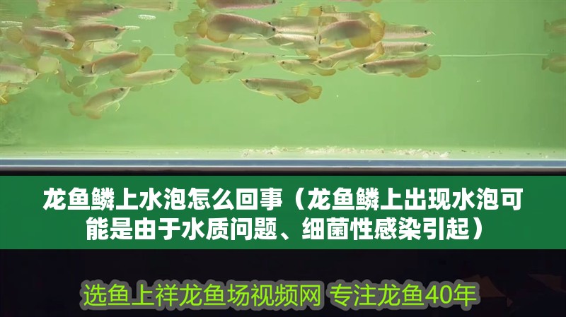龍魚鱗上水泡怎么回事（龍魚鱗上出現(xiàn)水泡可能是由于水質(zhì)問題、細(xì)菌性感染引起）