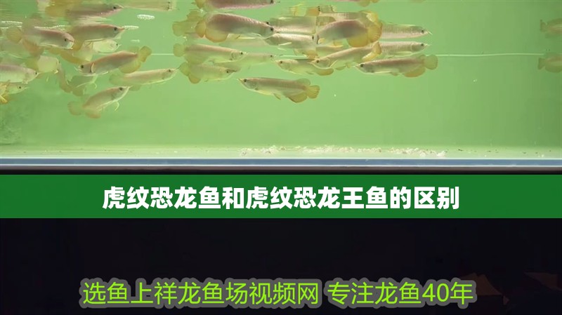 虎紋恐龍魚和虎紋恐龍王魚的區(qū)別