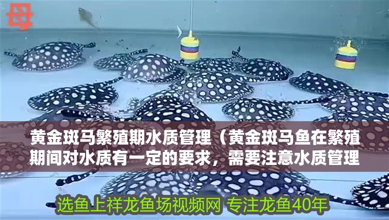 黃金斑馬繁殖期水質管理（黃金斑馬魚在繁殖期間對水質有一定的要求，需要注意水質管理）