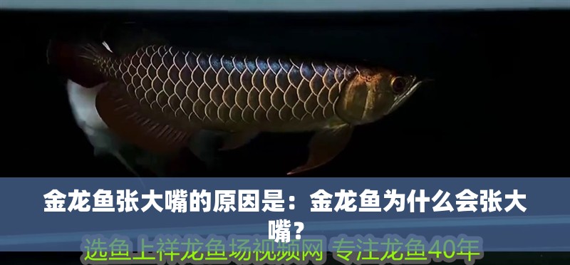金龍魚張大嘴的原因是：金龍魚為什么會張大嘴？
