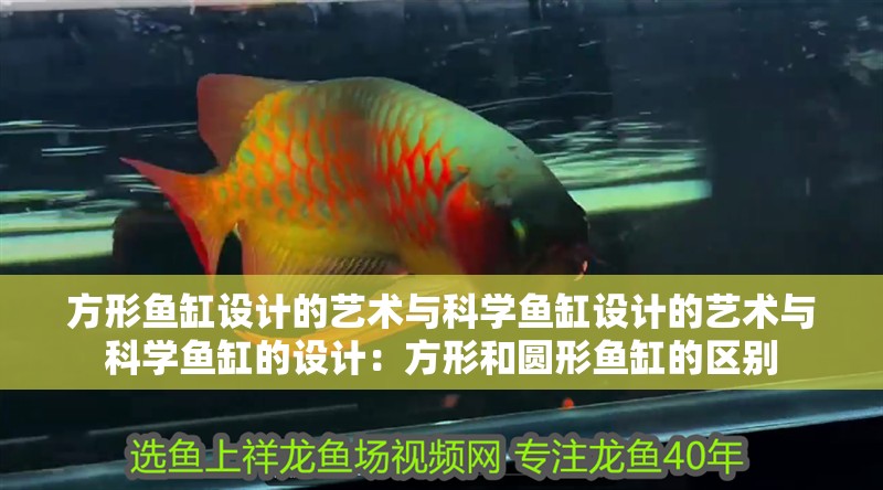 方形魚缸設計的藝術與科學魚缸設計的藝術與科學魚缸的設計：方形和圓形魚缸的區別