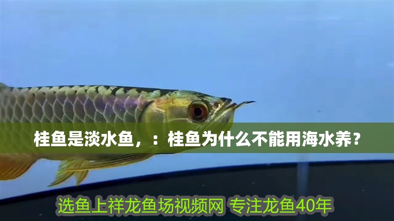 龍魚干蝦有營養嗎 桂魚是淡水魚,:桂魚為什么不能用海水養? 魚缸百科 桂魚是淡水魚,:桂魚為什么不能用海水養? 桂魚是淡水魚,:桂魚為什么不能用海水養? 魚缸百科