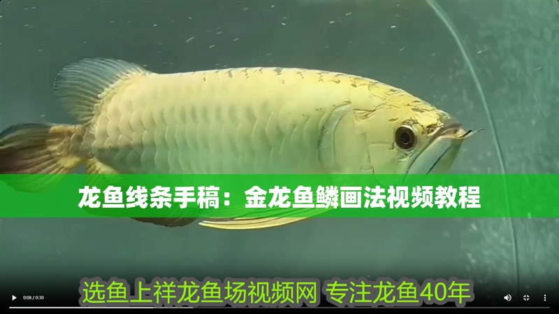 龍魚(yú)線條手稿：金龍魚(yú)鱗畫(huà)法視頻教程 龍魚(yú)線條手稿：金龍魚(yú)鱗畫(huà)法視頻教程 龍魚(yú)百科