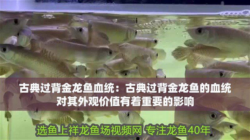 古典過背金龍魚血統(tǒng)：古典過背金龍魚的血統(tǒng)對其外觀價值有著重要的影響