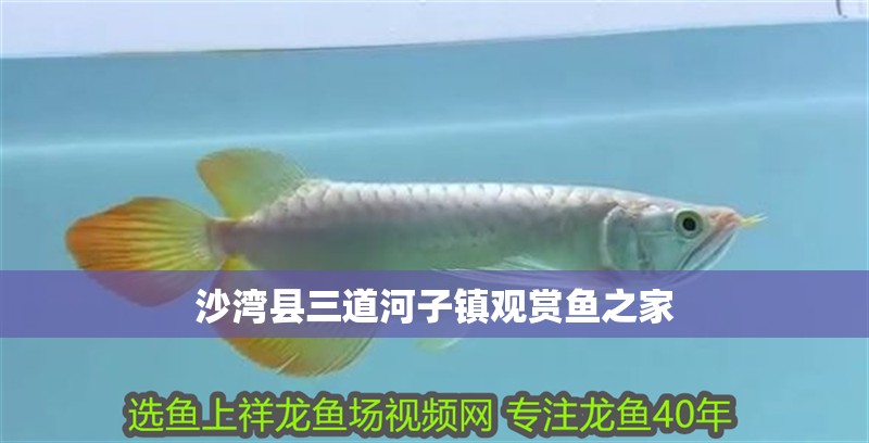 沙灣縣三道河子鎮觀賞魚之家