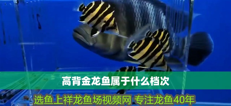 高背金龍魚屬于什么檔次
