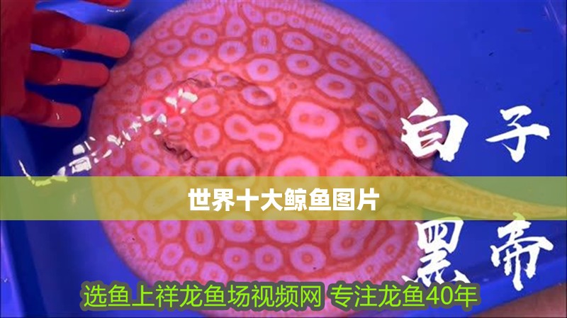 世界十大鯨魚圖片