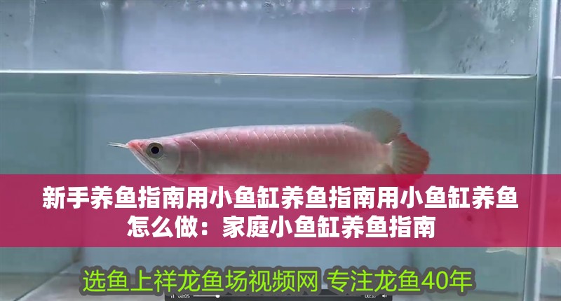 新手養(yǎng)魚(yú)指南用小魚(yú)缸養(yǎng)魚(yú)指南用小魚(yú)缸養(yǎng)魚(yú)怎么做：家庭小魚(yú)缸養(yǎng)魚(yú)指南