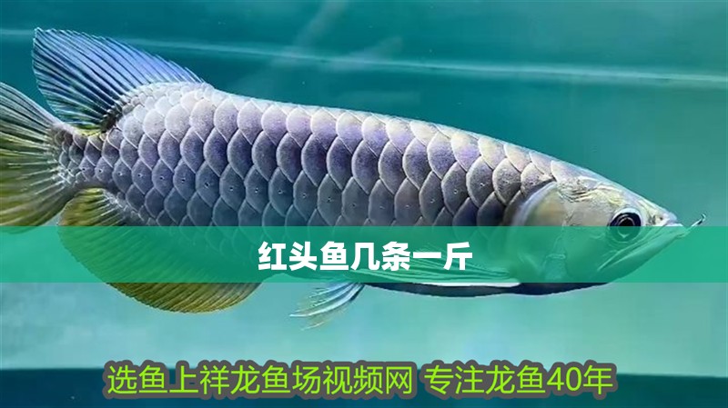 紅頭魚幾條一斤