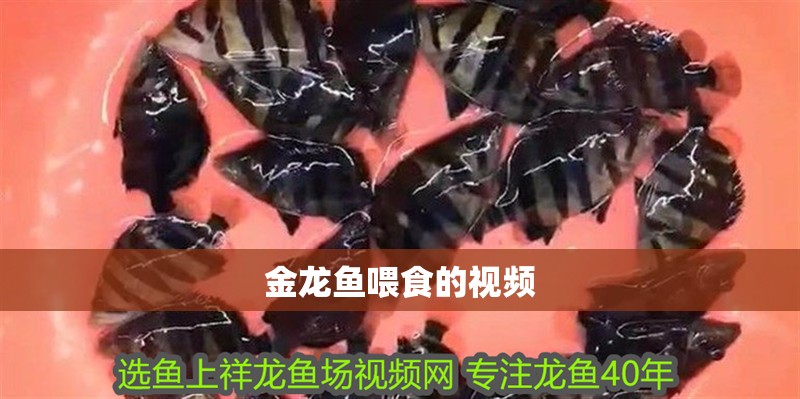 金龍魚喂食的視頻
