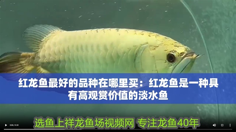 紅龍魚最好的品種在哪里買：紅龍魚是一種具有高觀賞價值的淡水魚