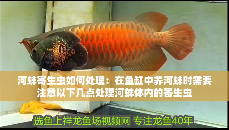 河蚌寄生蟲如何處理：在魚缸中養河蚌時需要注意以下幾點處理河蚌體內的寄生蟲