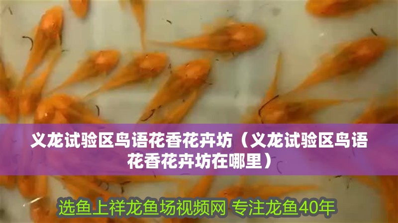 義龍試驗區鳥語花香花卉坊（義龍試驗區鳥語花香花卉坊在哪里）