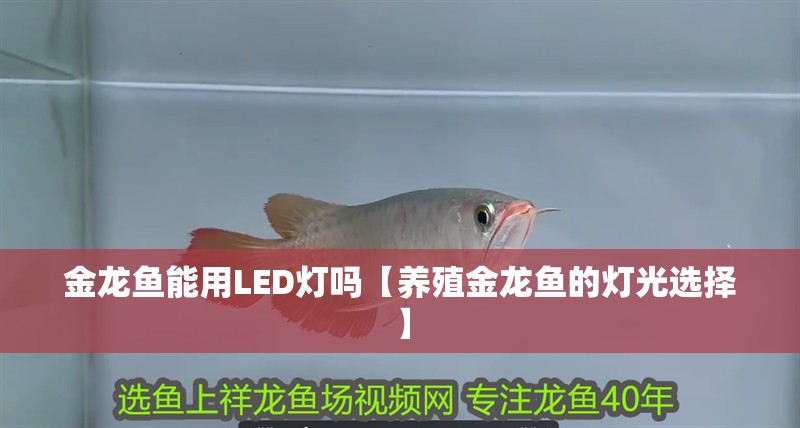 紅龍魚用黃燈烤有用嗎 金龍魚能用LED燈嗎【養(yǎng)殖金龍魚的燈光選擇】 龍魚百科 金龍魚能用LED燈嗎【養(yǎng)殖金龍魚的燈光選擇】 金龍魚能用LED燈嗎【養(yǎng)殖金龍魚的燈光選擇】 龍魚百科