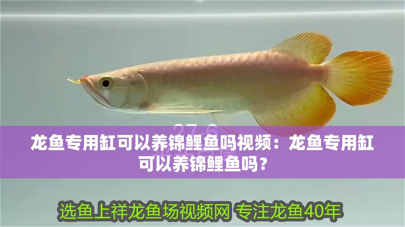 魚缸用增氧泵價格是多少:魚缸增氧機-xtrac增氧機-xtrac增氧機 龍魚專用缸可以養錦鯉魚嗎視頻:龍魚專用缸可以養錦鯉魚嗎? 龍魚百科 龍魚專用缸可以養錦鯉魚嗎視頻:龍魚專用缸可以養錦鯉魚嗎? 龍魚專用缸可以養錦鯉魚嗎視頻:龍魚專用缸可以養錦鯉魚嗎? 龍魚百科