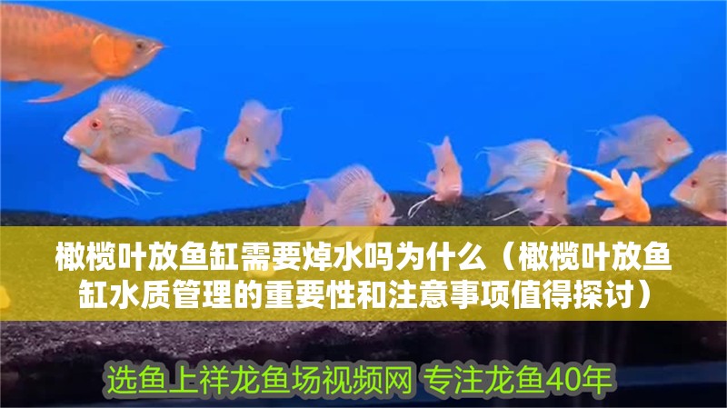 橄欖葉放魚缸需要焯水嗎為什么（橄欖葉放魚缸水質管理的重要性和注意事項值得探討） 橄欖葉放魚缸需要焯水嗎為什么（橄欖葉放魚缸水質管理的重要性和注意事項值得探討） 魚缸百科