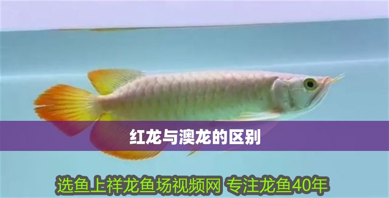 紅龍與澳龍的區別