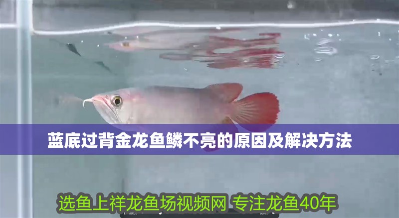 藍(lán)底過背金龍魚鱗不亮的原因及解決方法