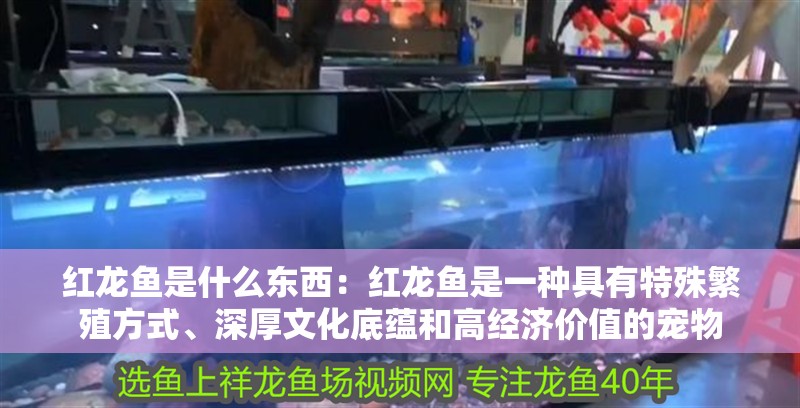 紅龍魚是什么東西：紅龍魚是一種具有特殊繁殖方式、深厚文化底蘊和高經濟價值的寵物