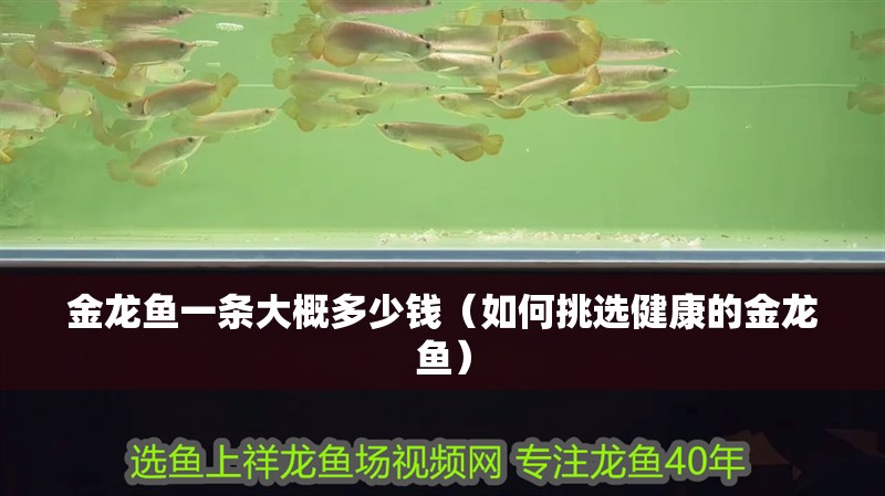 金龍魚一條大概多少錢（如何挑選健康的金龍魚）
