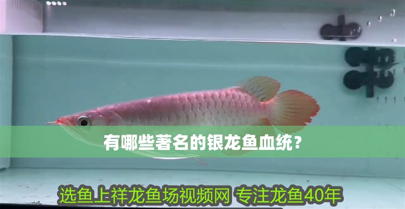 有哪些著名的銀龍魚血統？