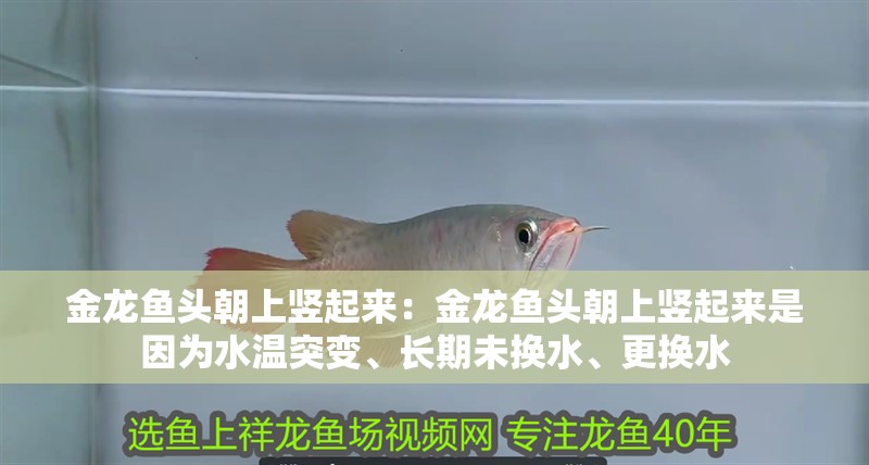 金龍魚頭朝上豎起來：金龍魚頭朝上豎起來是因為水溫突變、長期未換水、更換水