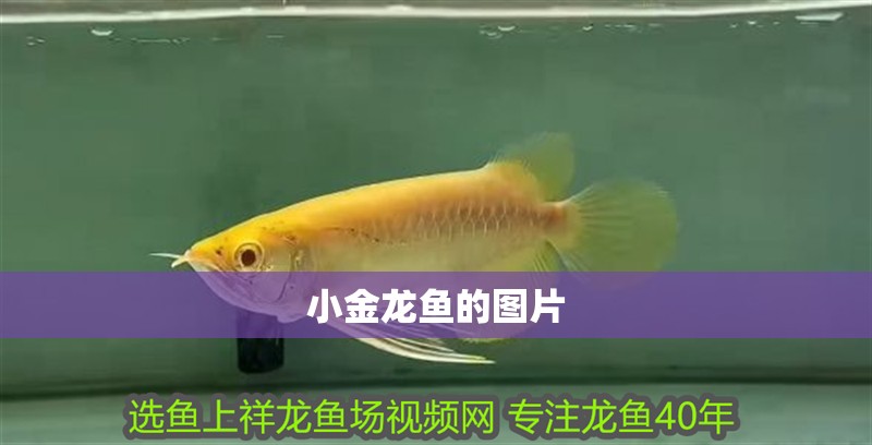 小金龍魚的圖片