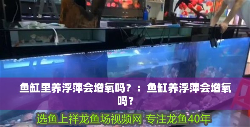 魚缸里養浮萍會增氧嗎？：魚缸養浮萍會增氧嗎？ 魚缸里養浮萍會增氧嗎？：魚缸養浮萍會增氧嗎？ 魚缸百科