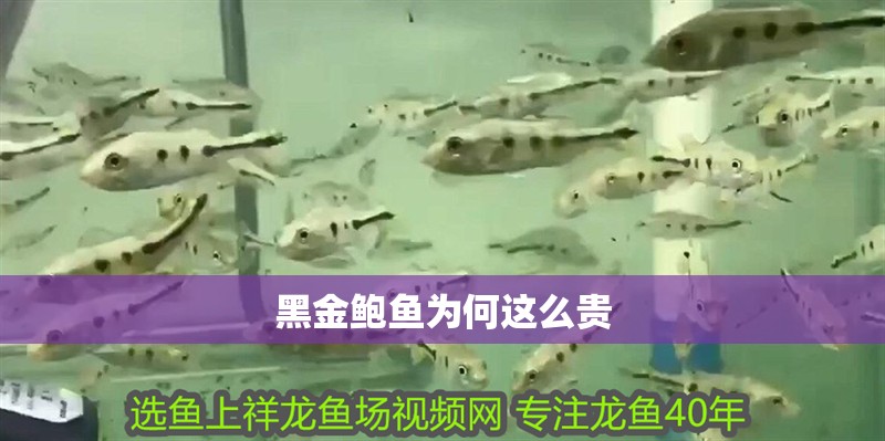 黑金鮑魚為何這么貴