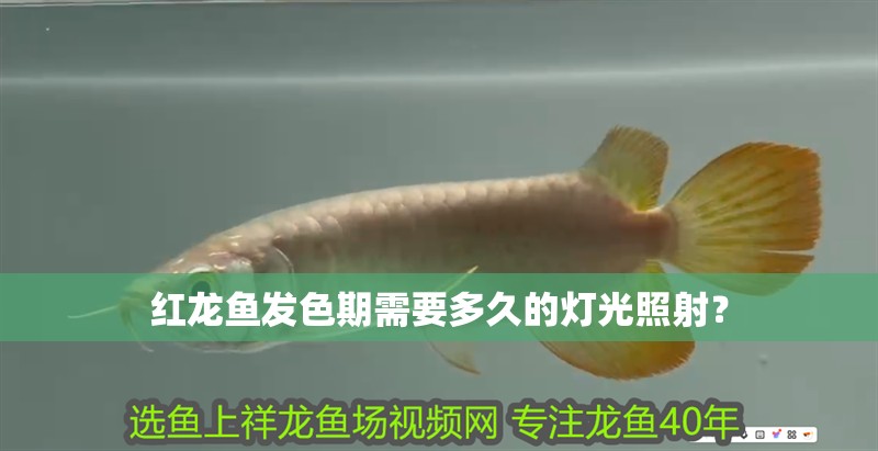 魚缸用增氧泵價格是多少:魚缸增氧機-xtrac增氧機-xtrac增氧機 紅龍魚發色期需要多久的燈光照射? 龍魚百科 紅龍魚發色期需要多久的燈光照射? 紅龍魚發色期需要多久的燈光照射? 龍魚百科