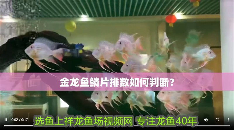 金龍魚鱗片排數(shù)如何判斷？