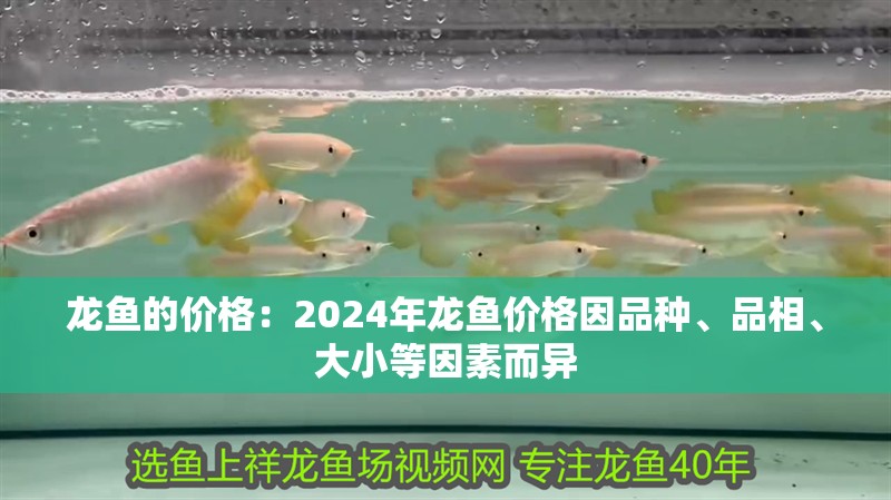龍魚的價格：2024年龍魚價格因品種、品相、大小等因素而異